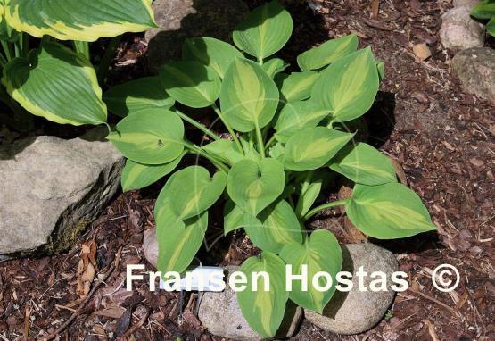 Hosta Olive Branch