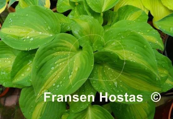 Hosta Olive Branch
