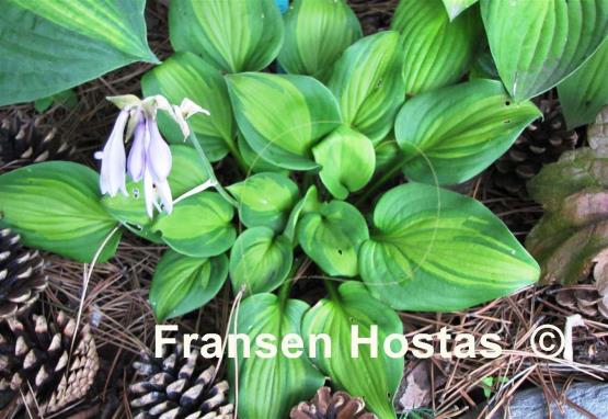 Hosta Olive Branch