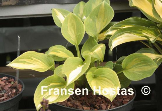 Hosta Olive Branch