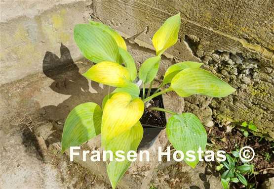 Hosta Olympic Gold Medal