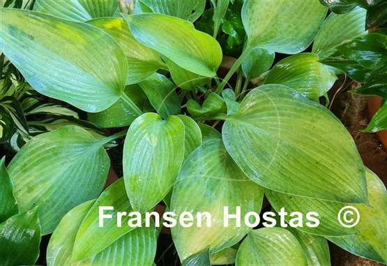 Hosta Olympic Gold Medal