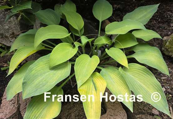 Hosta Olympic Gold Medal