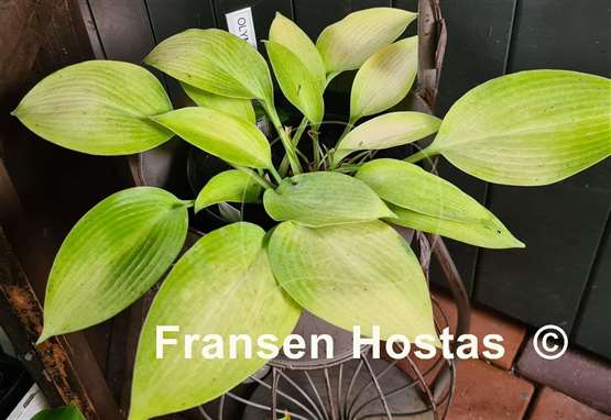 Hosta Olympic Gold Medal