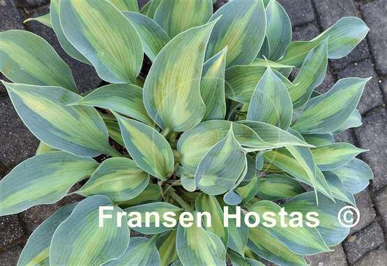 Hosta Olympic Sunrise