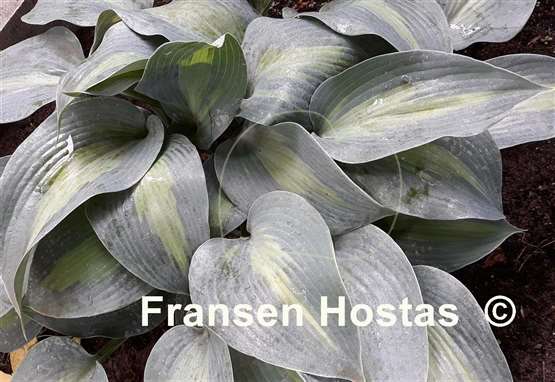 Hosta Olympic Sunrise