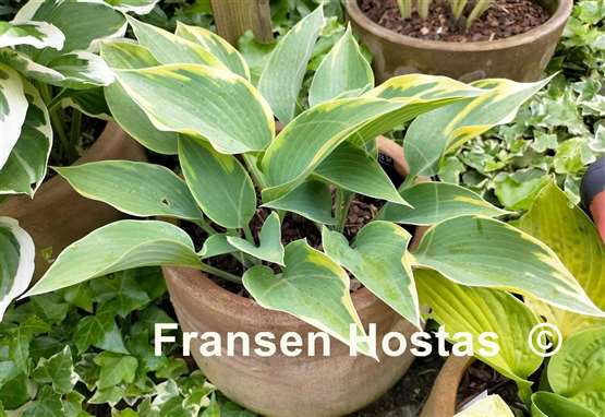 Hosta Olympic Twilight
