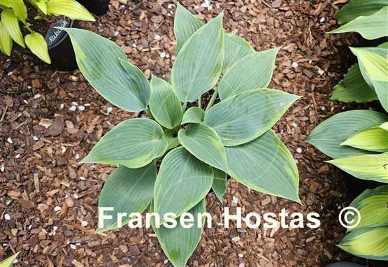 Hosta Olympic Twilight
