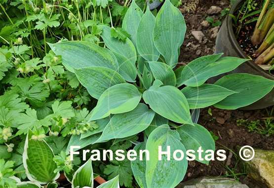 Hosta Olympic Twilight