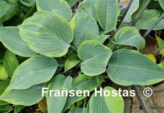 Hosta Olympic Twilight