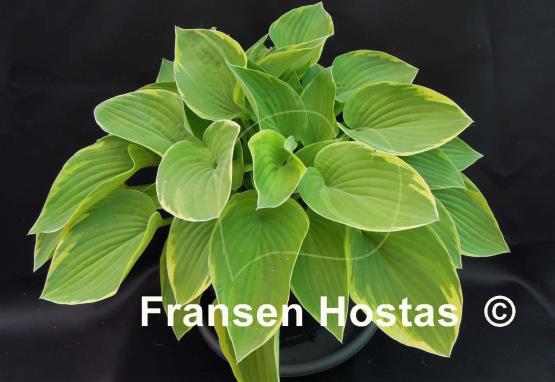 Hosta Olympic Edger