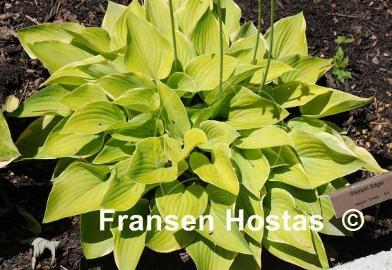 Hosta Olympic Edger