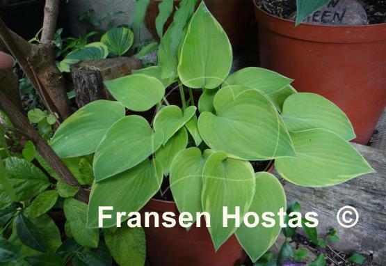 Hosta Olympic Edger