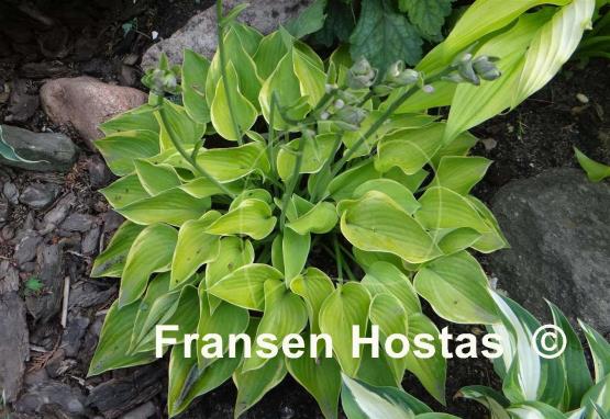 Hosta Olympic Edger