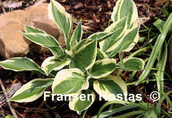 Hosta Olympic Glacier