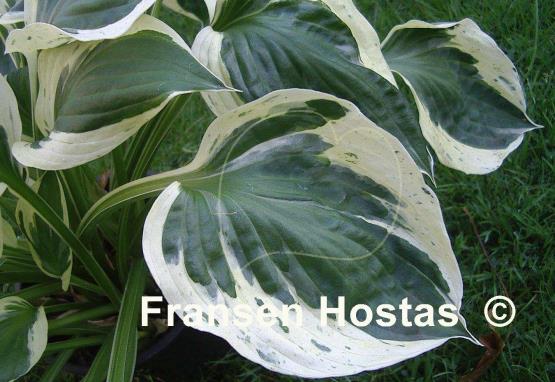 Hosta Olympic Glacier