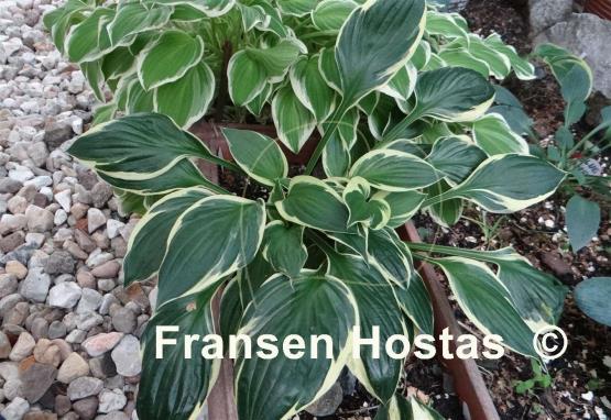 Hosta Olympic Glacier