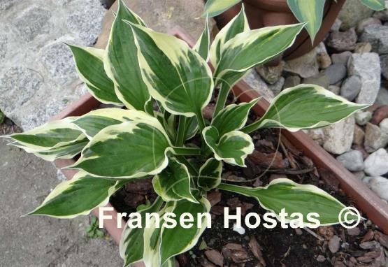 Hosta Olympic Glacier