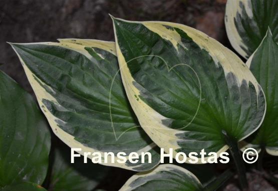 Hosta Olympic Glacier