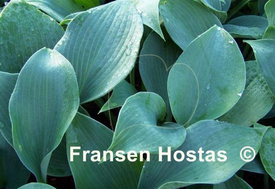 Hosta Olympic Silver Medal