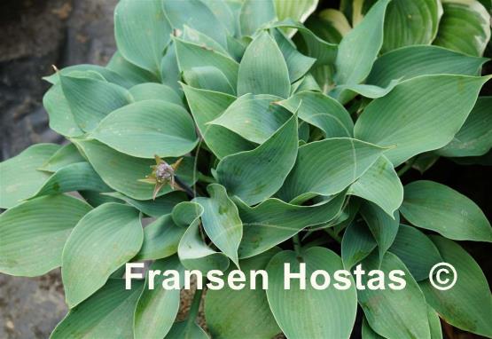 Hosta Olympic Silver Medal