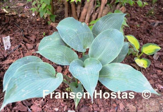 Hosta Olympic Silver Medal