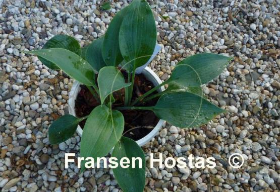Hosta Olympic Silver Medal