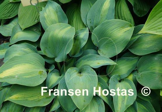 Hosta Olympic Sunrise