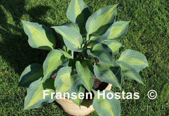 Hosta Olympic Sunrise