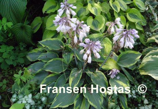 Hosta Olympic Twilight