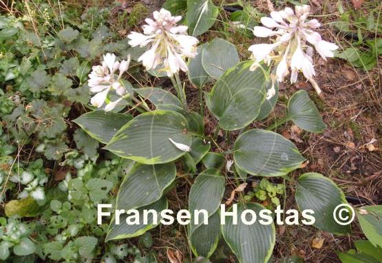 Hosta Olympic Twilight