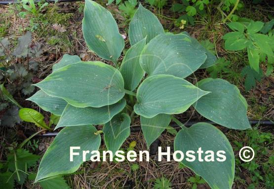 Hosta Olympic Twilight