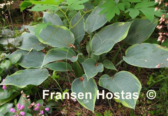 Hosta Olympic Twilight