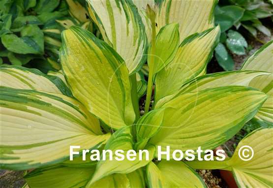 Hosta On Stage 