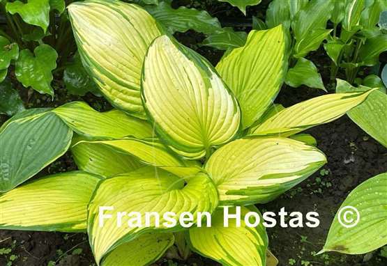 Hosta On Stage