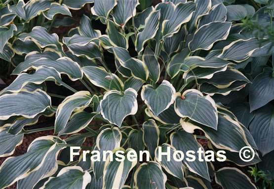 Hosta On the Border