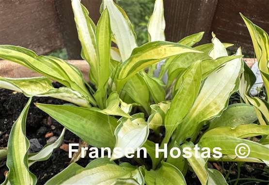 Hosta On the Marc