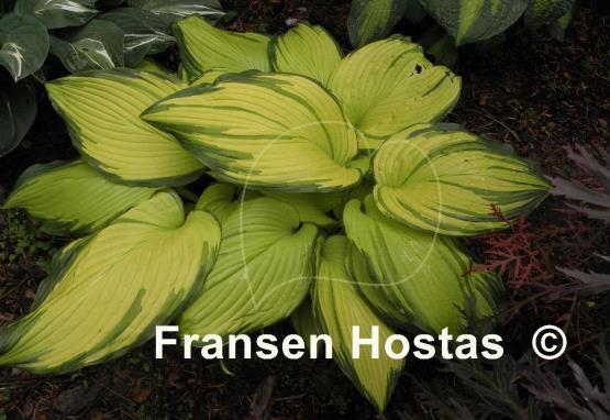 Hosta On Stage
