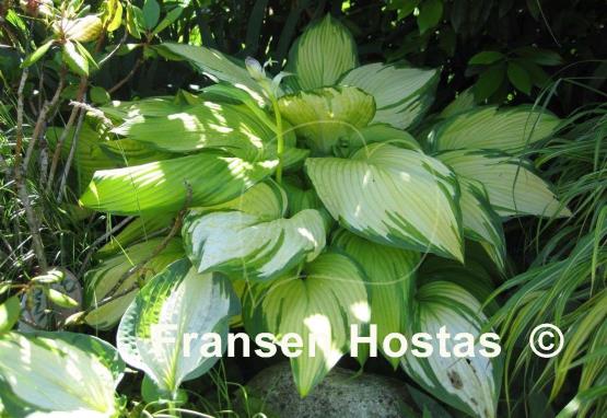 Hosta On Stage