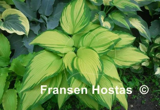 Hosta On Stage