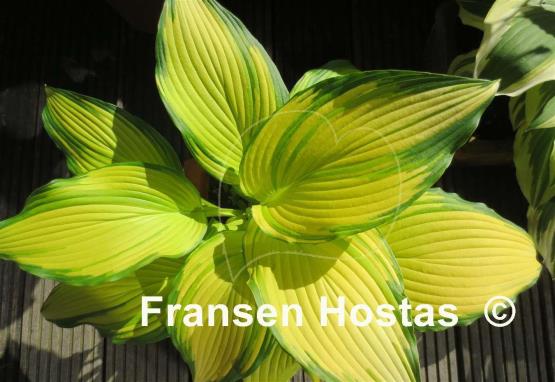 Hosta On Stage
