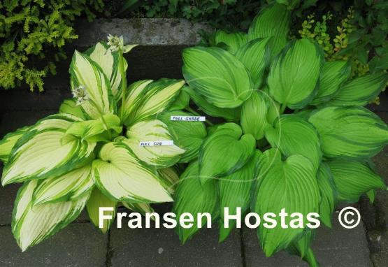 Hosta On Stage