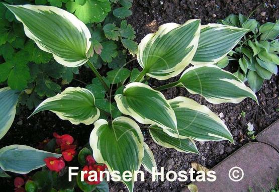 Hosta On the Border