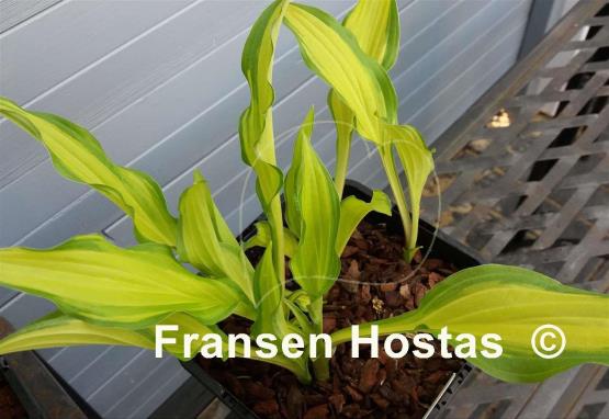 Hosta On the Marc