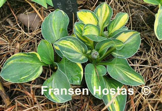 Hosta One Iota Supreme