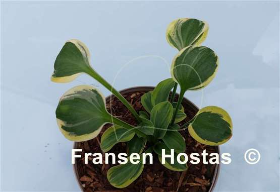 Hosta One Iota