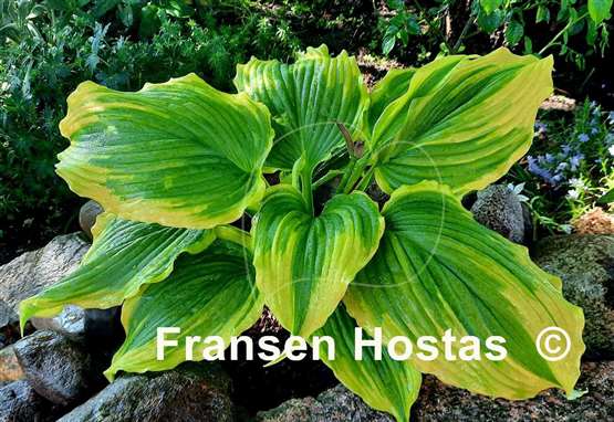 Hosta One Last Dance