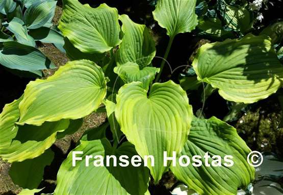 Hosta One Last Dance