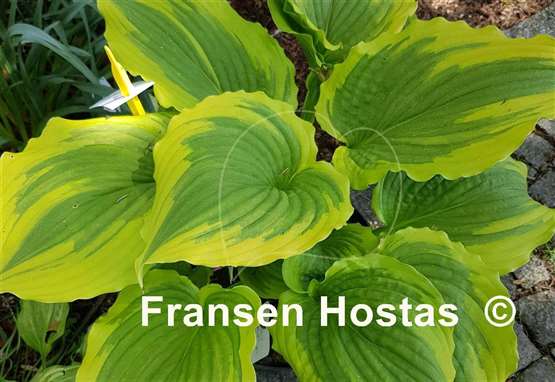Hosta One Last Dance