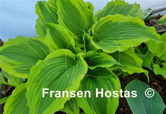 Hosta One Last Dance